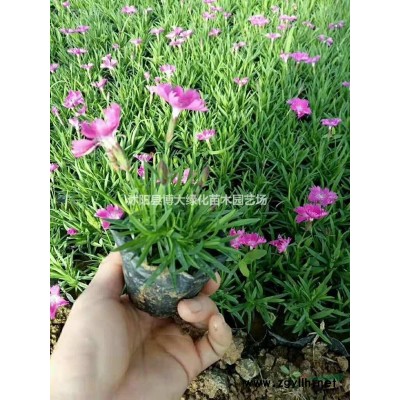 扶芳藤低价供应 扶芳藤球 50冠幅毛球用于工程绿篱苗 易成活