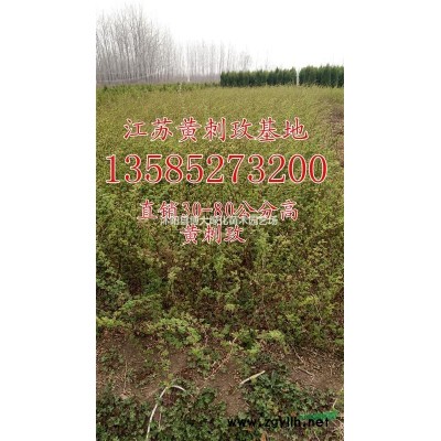 火棘苗低价供应 工程篱笆苗 毛球 优质火棘球 基地直销