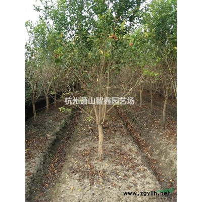 浙江金边黄杨，金边黄杨扦插种苗