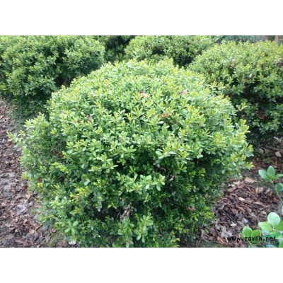 金丝桃扦插种苗，浙江金丝桃，萧山金丝桃苗