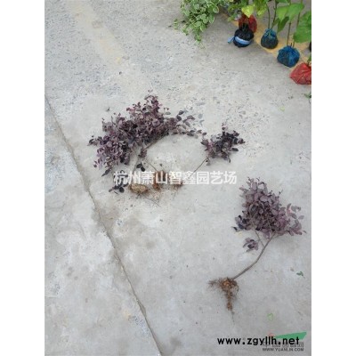 供应南天竹籽播苗，浙江南天竹小苗