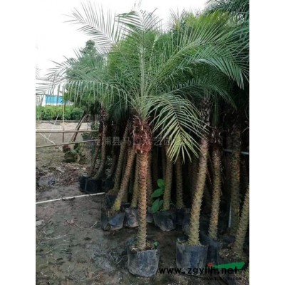 福建中东海枣（杆高2米，冠幅4米，价格320）