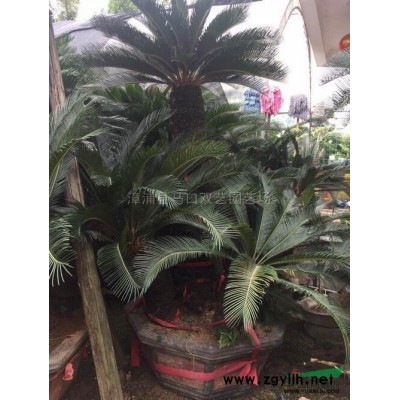 红皮榕批发 小叶榕桩景（米径80，高度5米5，冠幅3米）