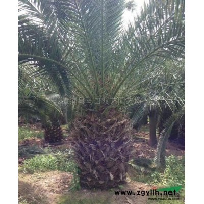 中东海枣（银海枣）4米杆高1，价格1200元*新价格/中东海枣（银海枣）4米杆高1，价格1200元报价