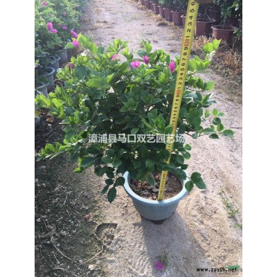 三角梅球3，1米高度1米冠幅，价格120元图片\三角梅球3，1米高度1米冠幅，价格120元报价