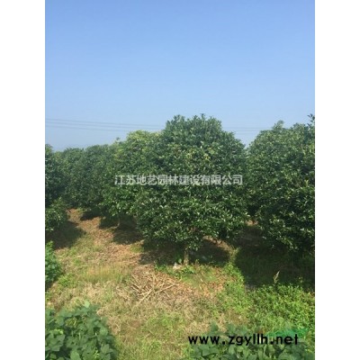 供应葱兰产地 江苏地艺园林苗圃基地 江苏葱兰价格