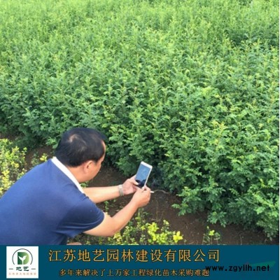 江苏垂丝海棠价格 垂枝海棠价格 江苏地艺园林苗圃