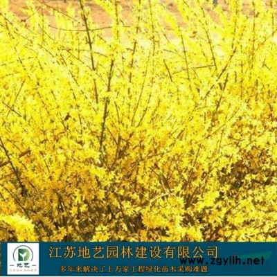 江苏黑麦草草坪 江苏四季草草坪 江苏地艺园林苗圃