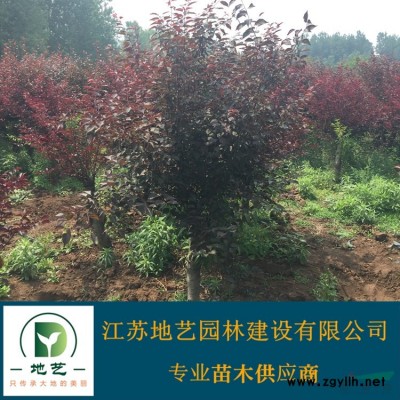 供应鸡爪槭小苗 江苏鸡爪槭小苗产地 江苏地艺园林苗圃基地