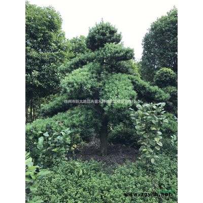 湖南香樟价格有保证香樟小苗价格@湖南移栽香樟成活率高品质好