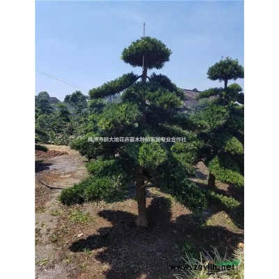 湖南优质造型苗木｛造型红花继木｝造型红花继木树桩批发