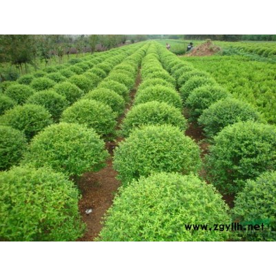 黄花水龙、台湾水龙，柳叶菜，各种水生植物