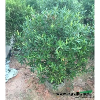 福建老人葵（华棕）5杆高3米，价格600元*新报价/老人葵（华棕）5杆高3米，价格600元图片