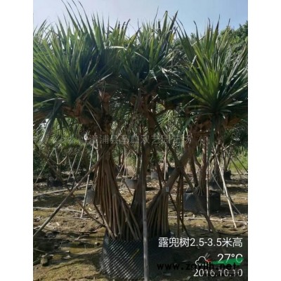 福建加拿利海枣3，杆高3米，价格28000元