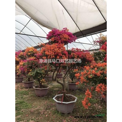 紫色三角梅桩景2供应/紫色三角梅桩景2图片