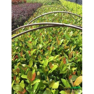 紫色三角梅桩景行情报价\紫色三角梅桩景图片展示