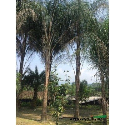 蜘蛛兰幼苗行情报价\蜘蛛兰幼苗图片展示