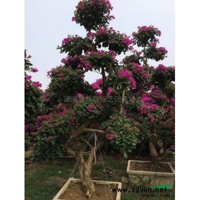 鱼尾葵3*新价格/鱼尾葵3报价