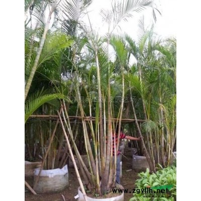 鸭脚木幼苗4图片\鸭脚木幼苗4报价