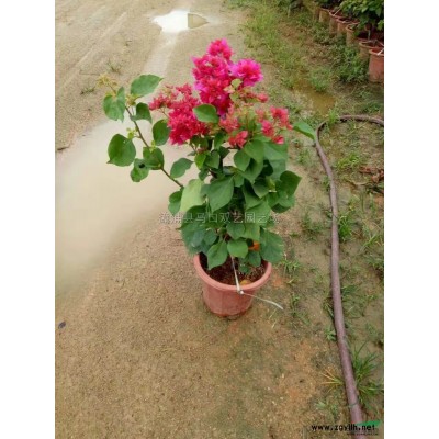 苏铁5供应/苏铁5图片