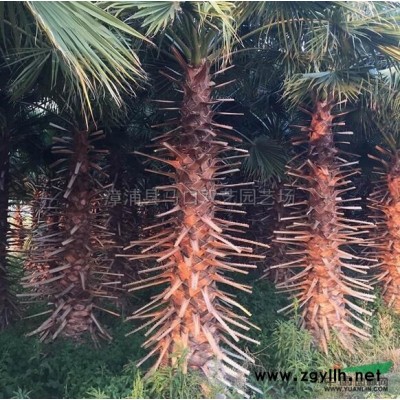 福建四季红三角梅4信息