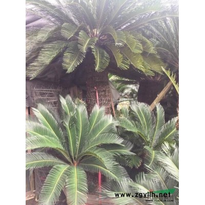 福建四季红三角梅2