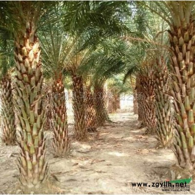 福建散尾葵8信息