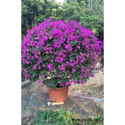 福建三角梅4*新报价/三角梅4图片