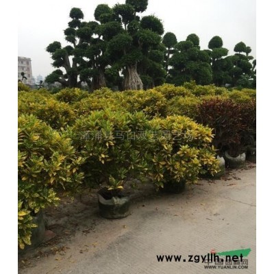 福建榕树桩景5*新报价/榕树桩景5图片