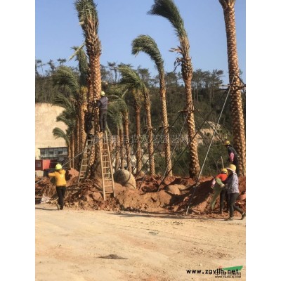 榕树桩景4报价/福建榕树桩景4报价