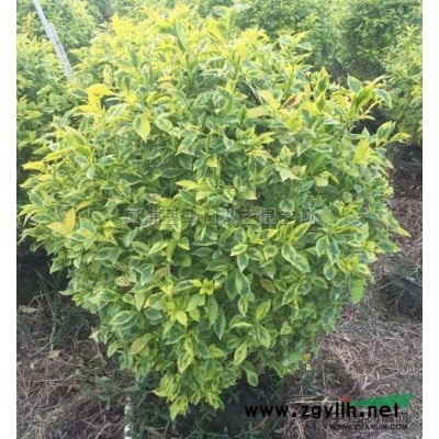 福建美丽针葵介绍