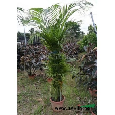 福建满天星介绍