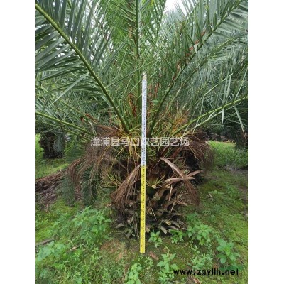 红刺林投（别名叫红刺露兜）4报价/福建红刺林投（别名叫红刺露兜）4报价