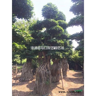 红背桂大袋苗*新价格/红背桂大袋苗报价
