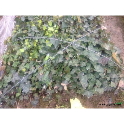 红叶石楠小杯苗