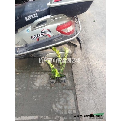 地中海荚迷，浙江地中海荚迷苗