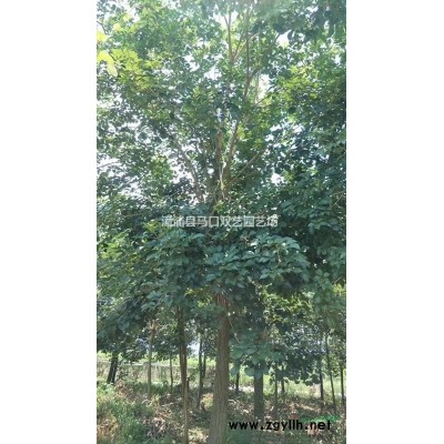 多彩三角梅50高度，价格40元