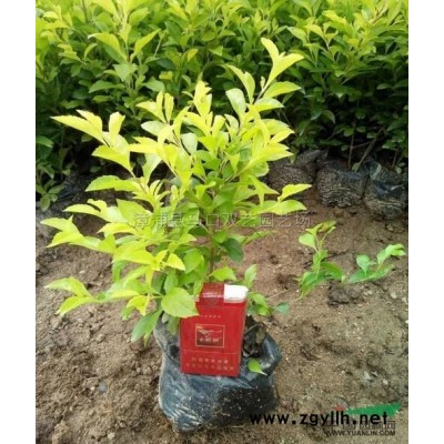 黄花风铃木12公分 多花