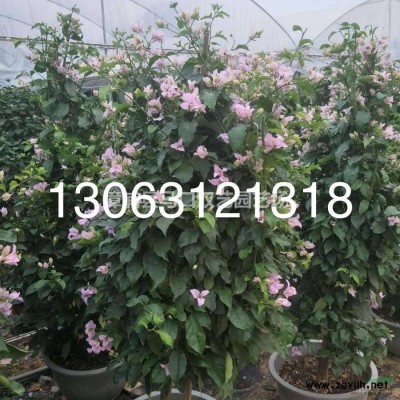 高度7米的福建蓝花楹，福建供应，价格4500