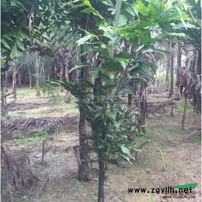 三角梅（红色，高度2米以上，冠幅1.5米，价格420）