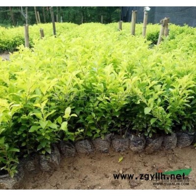 造型三角梅桩景（价格2400）