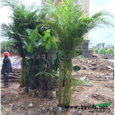 福建中东海枣5米杆高1，价格1500元*新报价/中东海枣5米杆高1，价格1500元图片