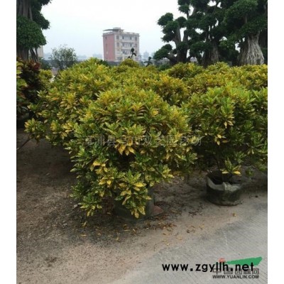 福建中东海枣（银海枣）6米杆高5，价格3000元