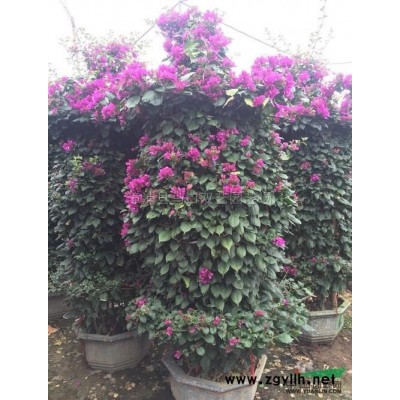 中东海枣（银海枣）4米杆高5，价格1200元报价/福建中东海枣（银海枣）4米杆高5，价格1200元报价