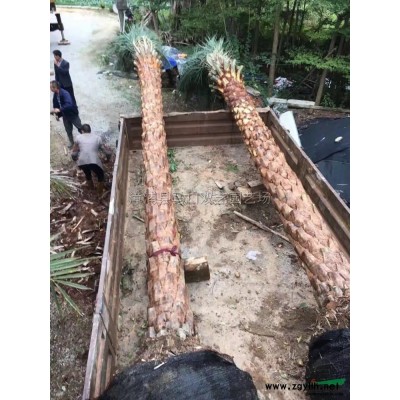 福建中东海枣（银海枣）3米杆高基地直销，一手货源