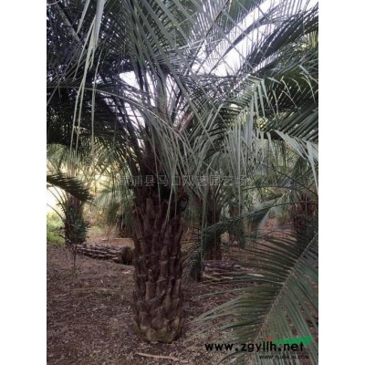 三角梅球2，1米高度1米冠幅，价格120元*新价格/三角梅球2，1米高度1米冠幅，价格120元报价