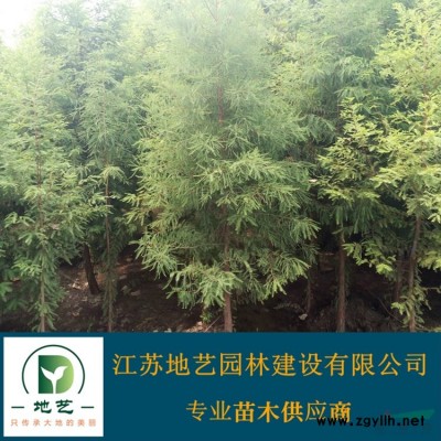 基地直销丁香价格便宜 紫丁香照片 江苏丛生丁香产地