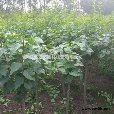 江苏地被石竹价格 地艺苗圃大量供应地被石竹 地被石竹球基地