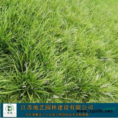 地艺苗圃大量供应垂槐 江苏垂槐基地 垂槐价格