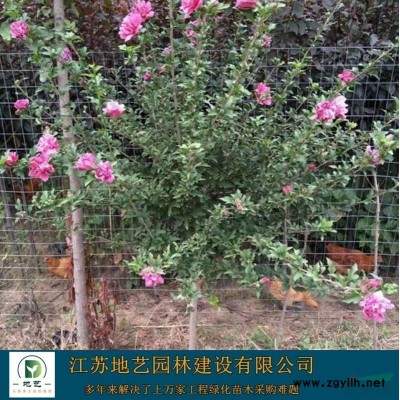 地艺苗圃供应常春藤 江苏常春藤基地常春藤价格 江苏常青藤价格